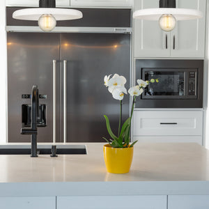 Paloma 1 Light Pendant 1 x 100W - Medium
